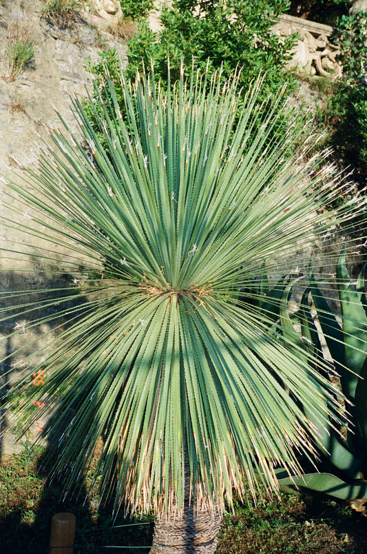 JOSHUA CRIADO, GOD’S GEOMETRY